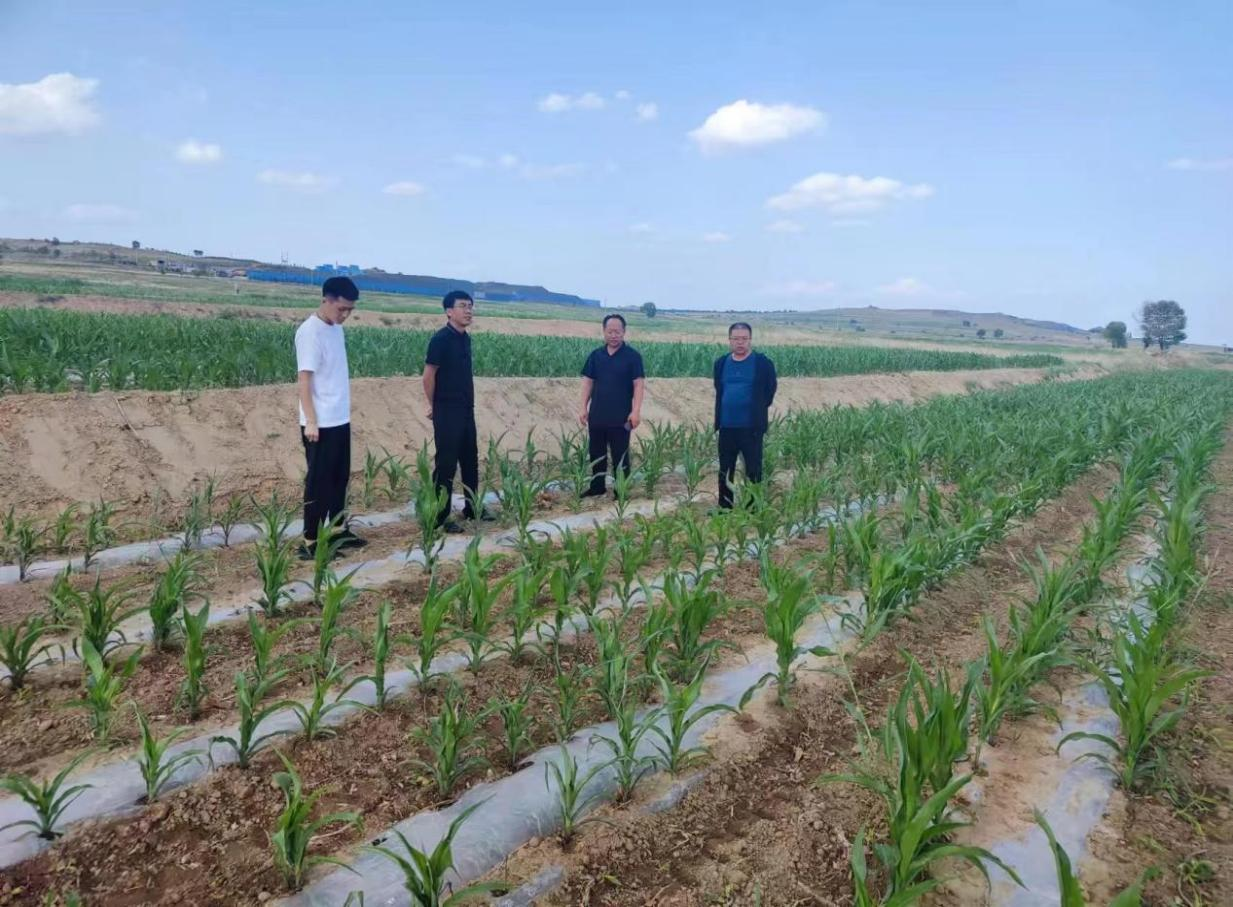 无土泥鳅养殖技术-细水长流探索无土环境下的泥鳅养殖新模式