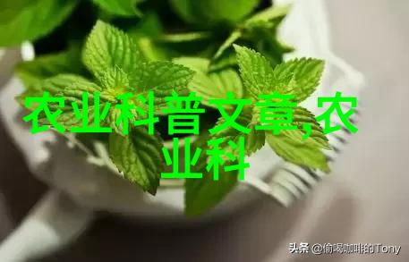 绿植美学室内装饰中的10种最受欢迎的绿植