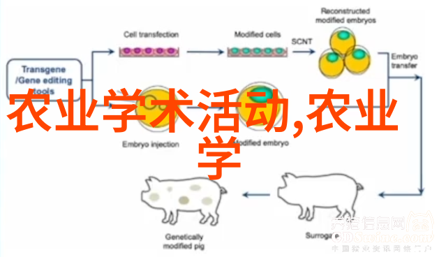 土鸡养殖技术咱们村子里的土鸡秘籍从基础到高效的全过程指南