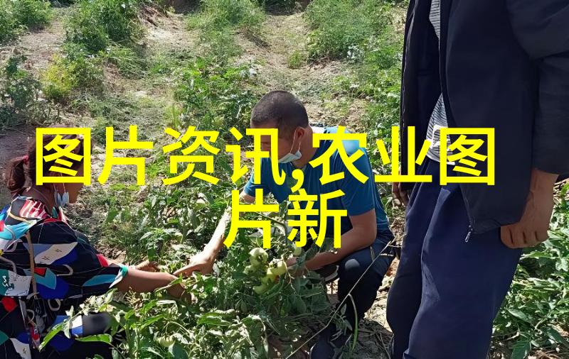 种植金线莲多少钱一斤我去年种了金线莲花了一整年的时间和精力现在才算是见效了