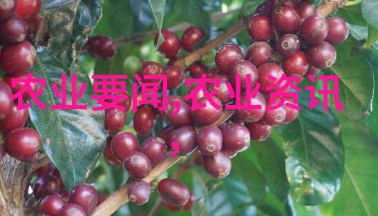 刮油减肥神器揭秘冻顶乌龙茶的魔力