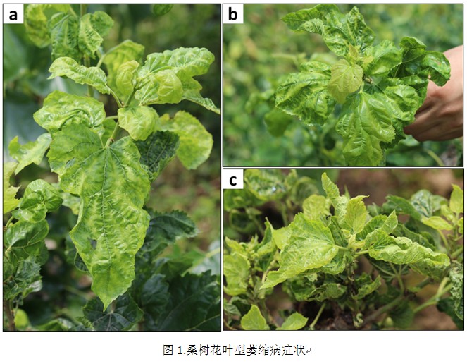 菌类知识我是如何从一片湿地学到菌子的奇妙世界的