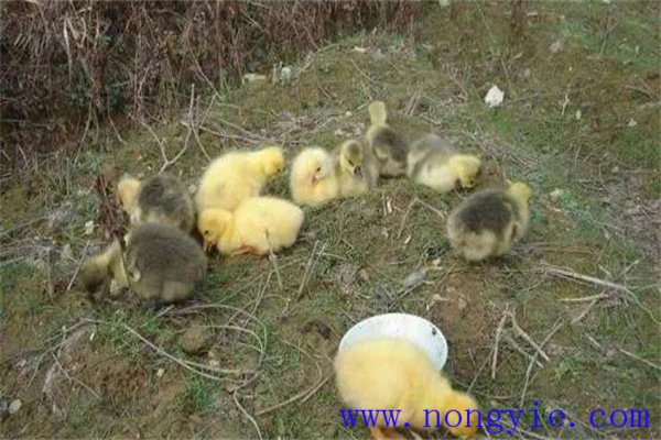 西北苗木网求购平塘县万亩茶园内种植桂花树增添自然之美