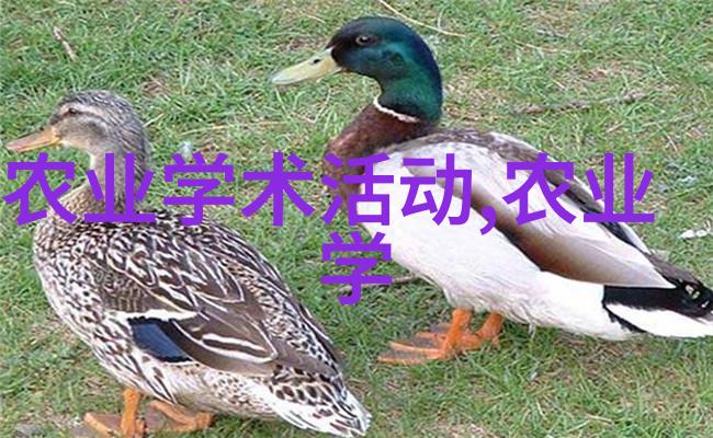 稻田黄鳝养殖技术绿色水产之谜解开