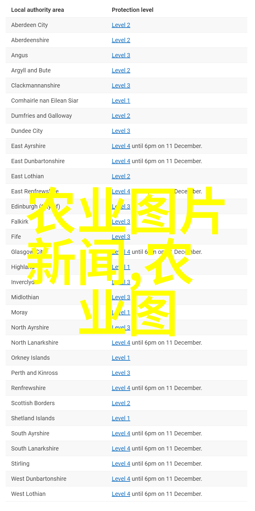 天竺桂花卉18公分美丽盆栽