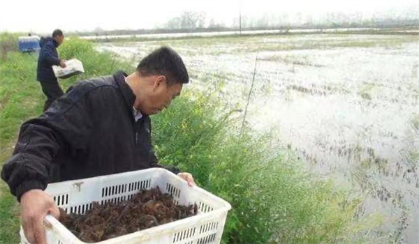 黄瓜种植技术精要指南