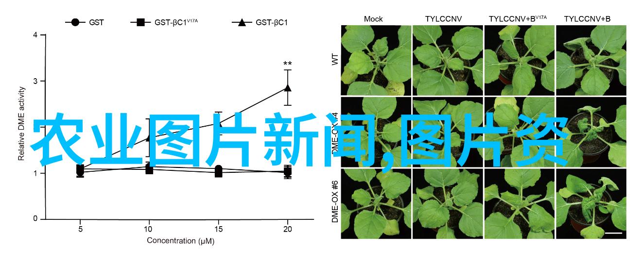 dinkum蜜蜂养护指南从入门到精通的全方位实用手册