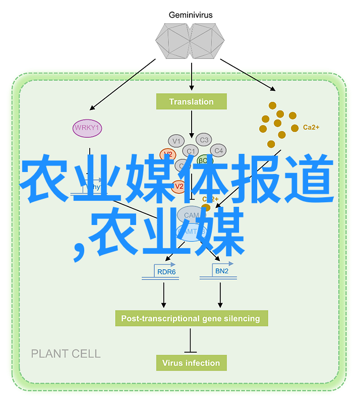 关于肉牛体内埋植激素育肥技术