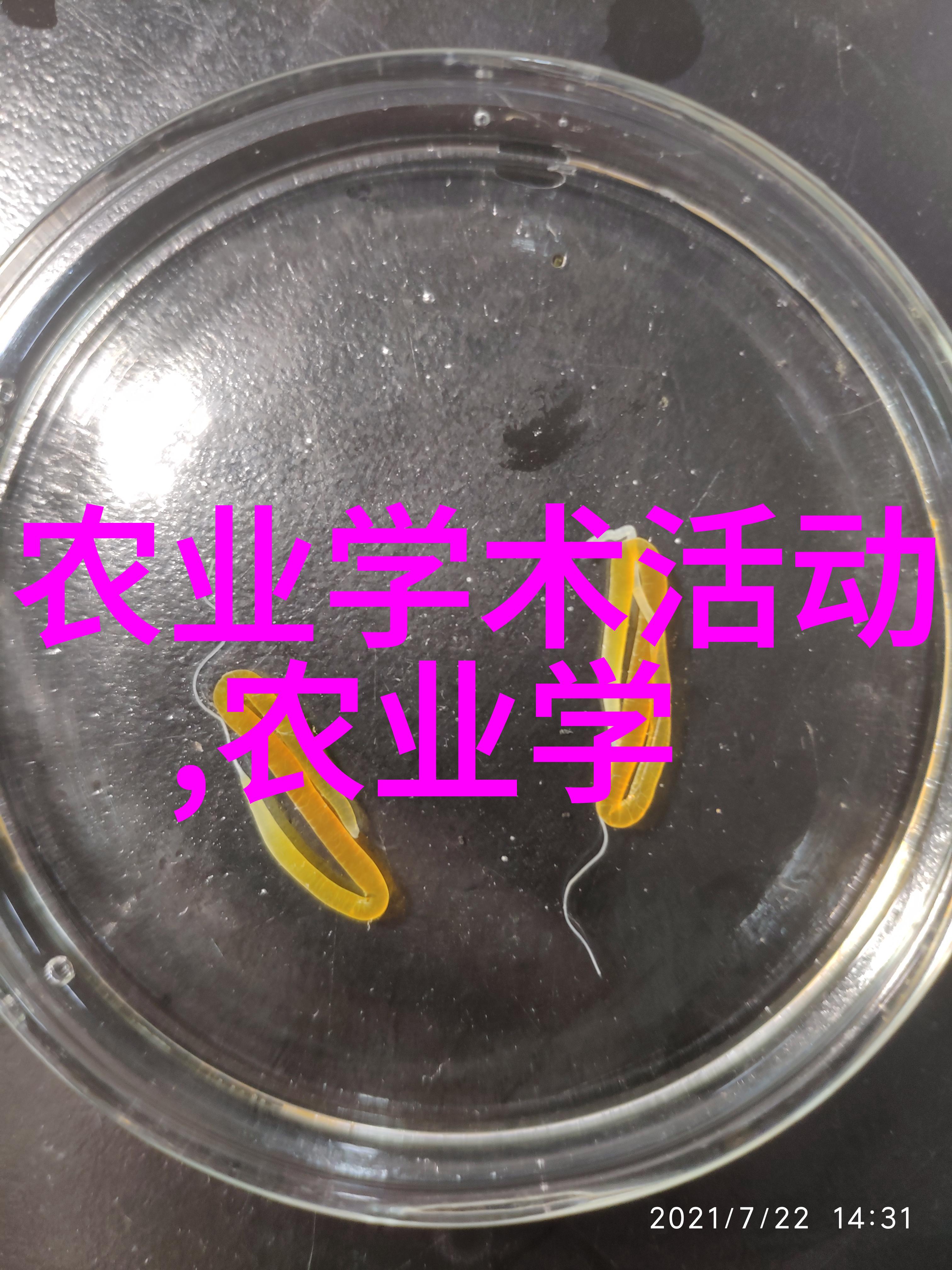 南方蜜蜂养殖技术-深度解析如何优化南方蜜蜂的产蜜效率