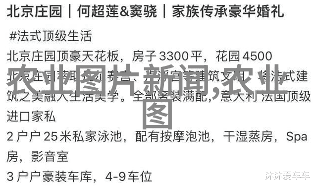 我要知道10公分黄栌花开了它们的价格是多少