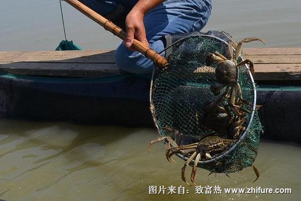 茶叶里含有什么成分及功效揭秘这壶香浓的秘密