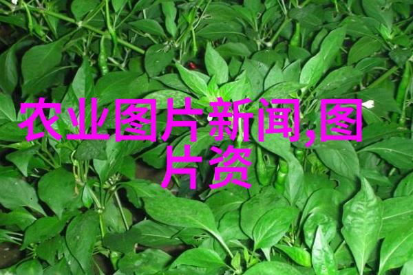 野生蜜蜂养殖技术-精准引领掌握野生蜜蜂的自然栖息与繁殖秘诀