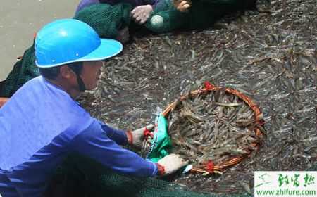 田园趣味养殖竹鼠家园的建立与管理技巧解析