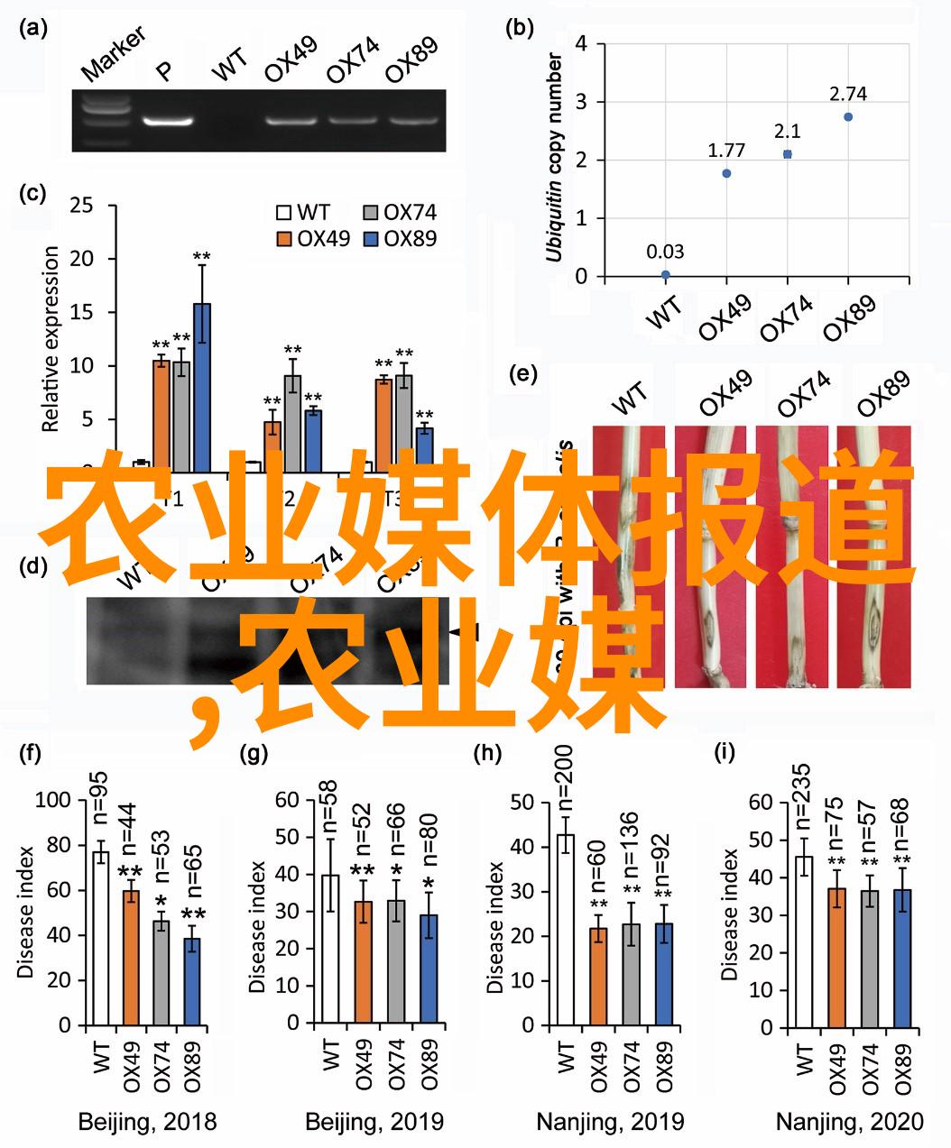 在温暖的阳光下哪些水果能轻松跟随你的脚步