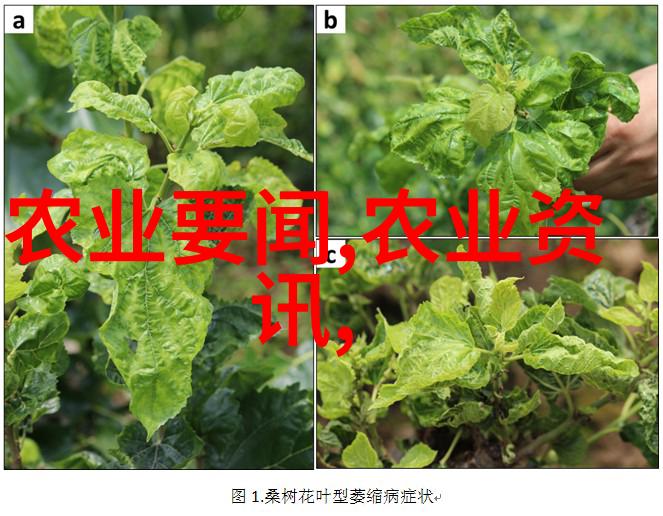 十字花科蔬菜-碧绿盛开十字花科蔬菜的魅力与营养