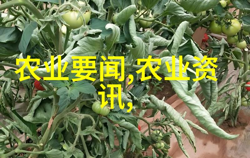 夏天养蜜蜂的技巧和方法亲自教你如何让蜜蜂忙碌不闲