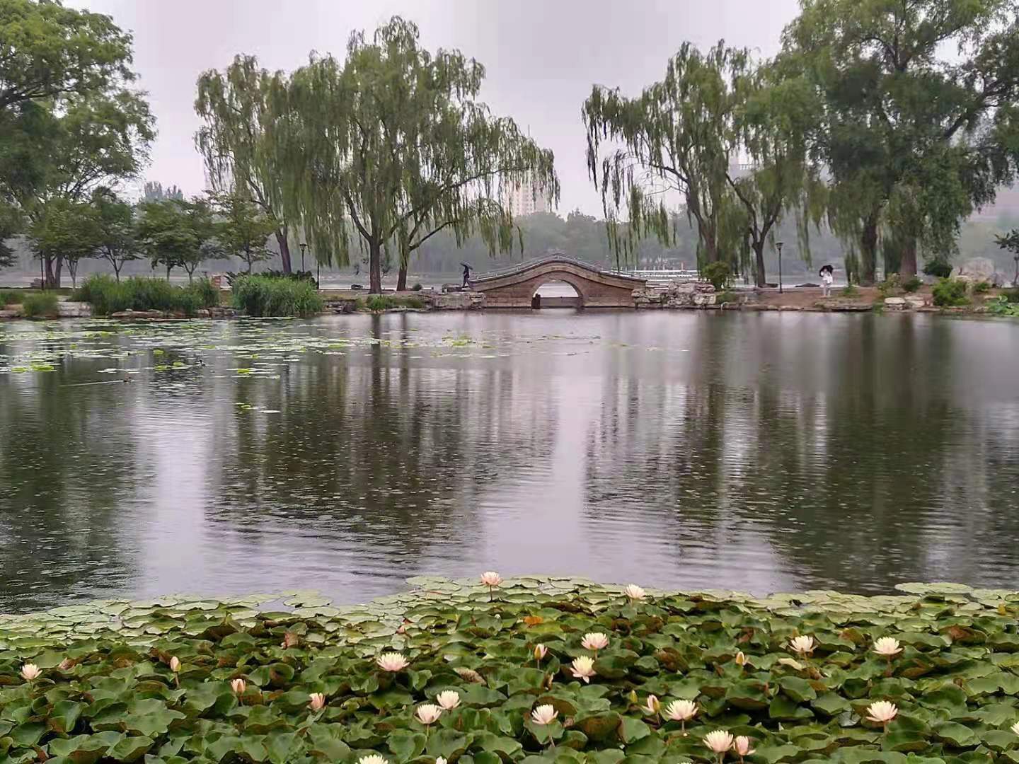 田间草药大师从农村的野菜到都市的时尚药膳