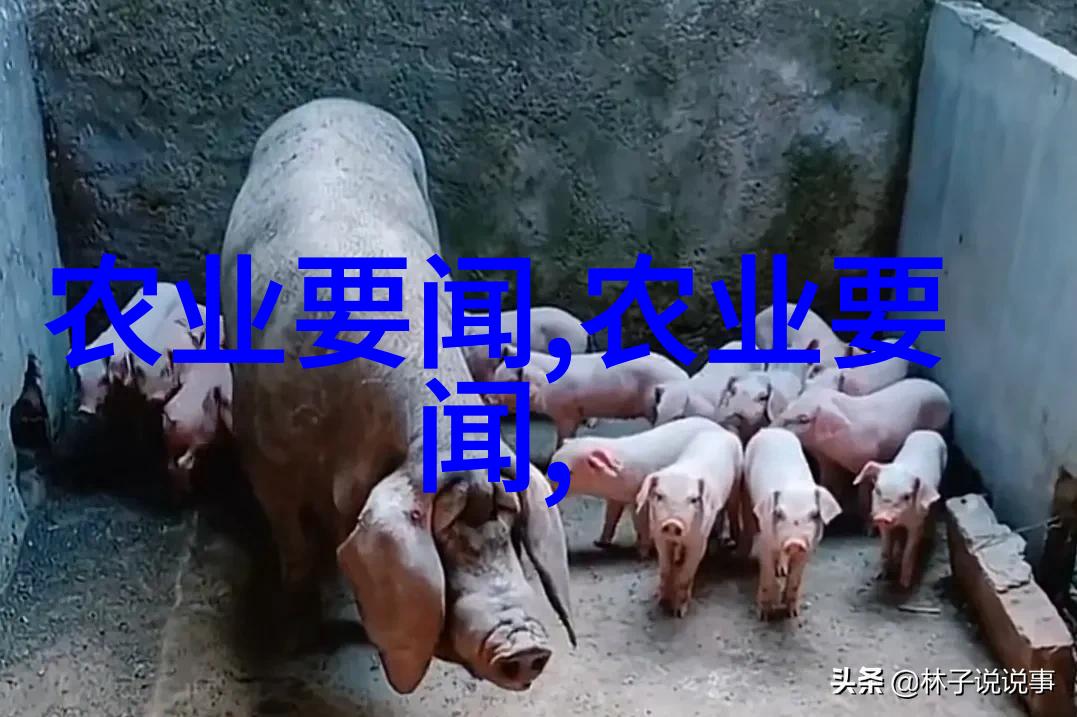 森林中的小王子竹鼠养殖技巧大公开