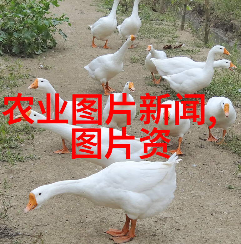 环境与设施建设理想的肉兔饲养场所设计