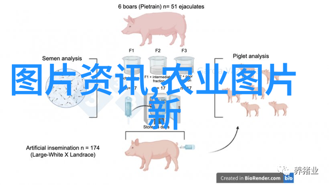 白玉蜗牛养殖技术新探提高生长速率与品质提升策略