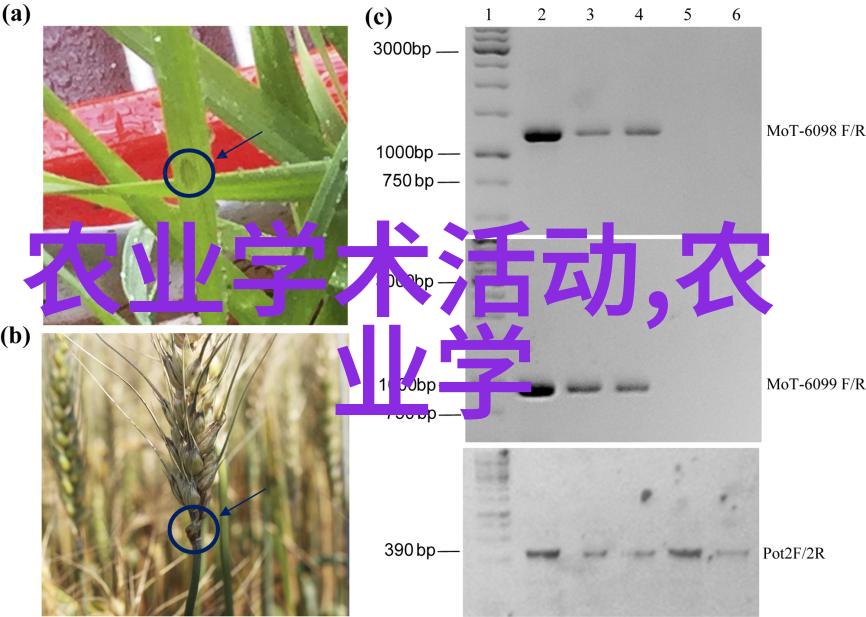 7月至8月季节蔬菜种植指南选择适宜的品种以优化生长环境与产量