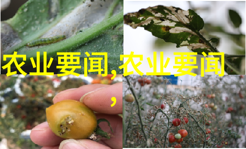 新手养蜂技术-蜜蜂的初恋新手养蜂家必备指南