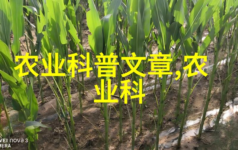 在家园里播下希望利用夏末到秋初这个过渡期来提高庭院食品安全和自给自足能力