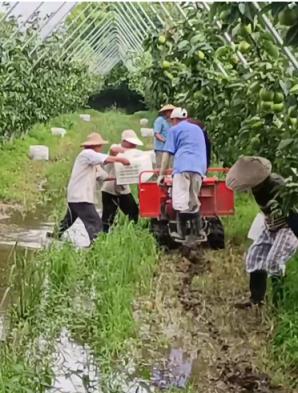 观察与比较各种果实种子的形态学特征及其生理功能