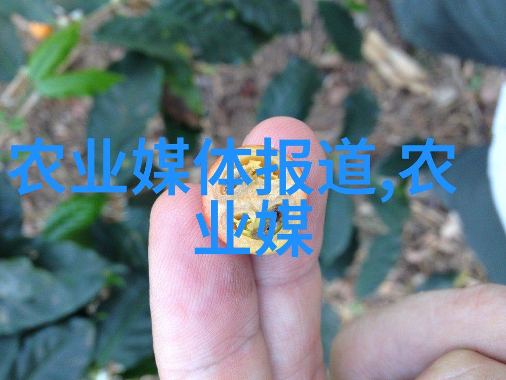 茶叶的成分绿茶中的维生素C咖啡因和抗氧化物质