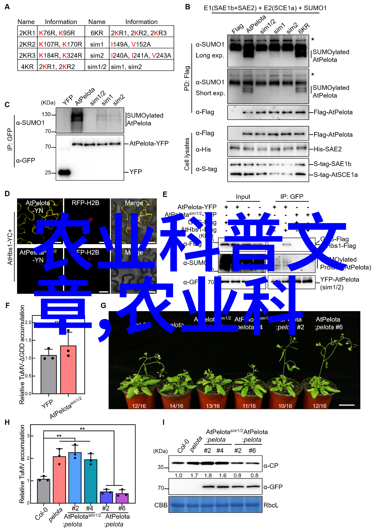 窃窃私语赵青老陈-耳边风声赵青与老陈的秘密交谈