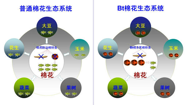 纤维作物百科 - 绿茵天地探索世界上最重要的纤维作物