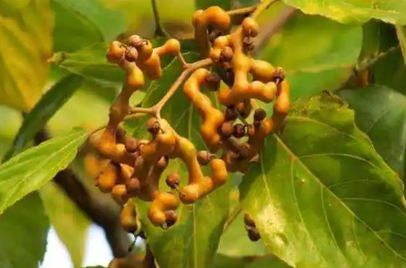 养蜂的风水忌讳 - 蜂巢之谜揭秘避免影响蜂群健康的五大禁忌