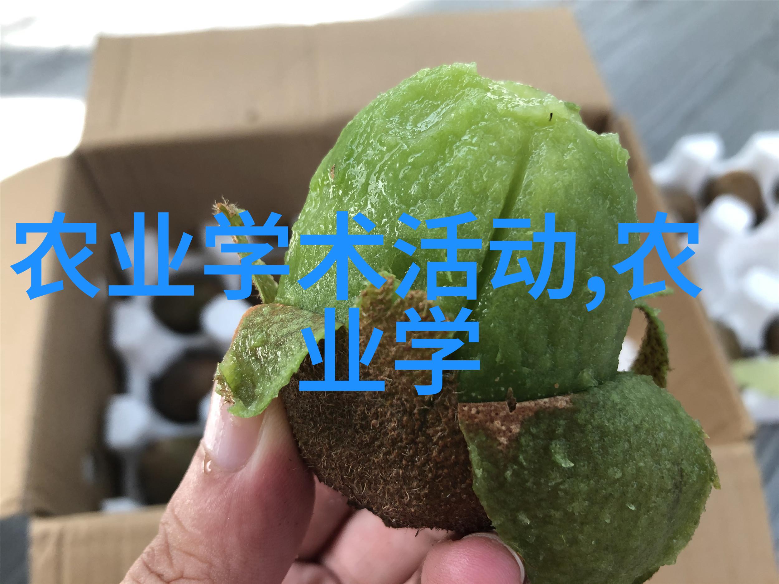 无土栽培有机蔬菜未来农业的绿色革命