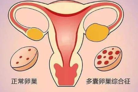 花卉图片大全欣赏-绽放的色彩探索花卉世界中的美丽瞬间