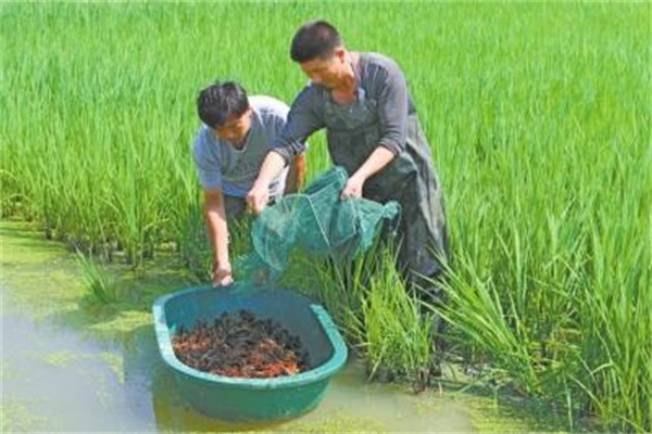 多年生草本植物我家的这棵花儿真不容易