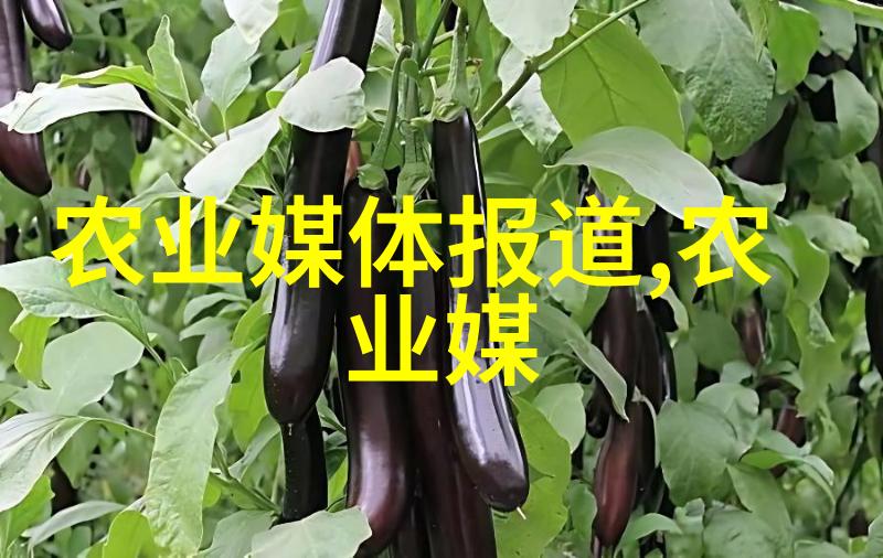 双群蜂养探索一个蜂箱是否能容纳两群蜜蜂的秘密