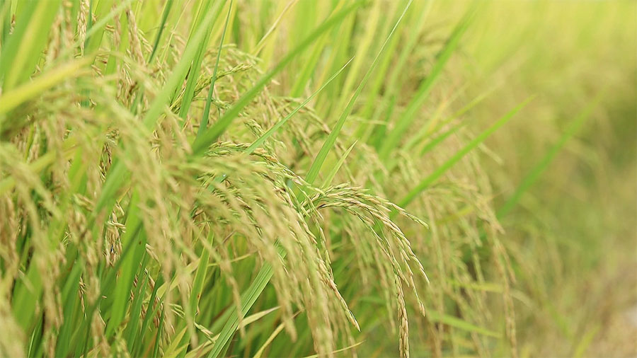 蜜蜂的忙碌世界揭秘它们如何收集和存储花粉