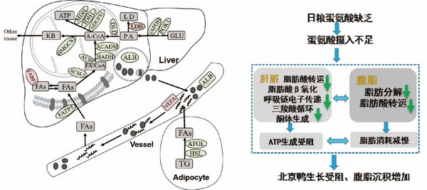 多肉植物百科全书探索1000种美丽的多肉植物