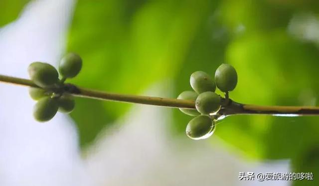 大棚花卉种植技术培训-精耕细作提升您的温室花卉育种技艺