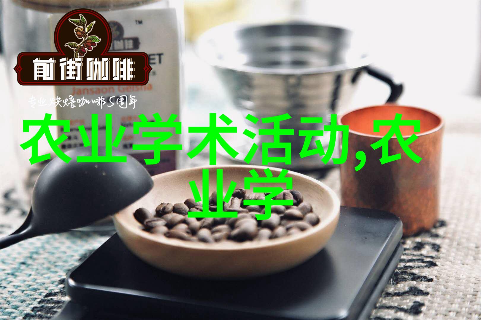 金钱树的巧妙摆放秘籍与禁忌盆栽花卉艺术全解