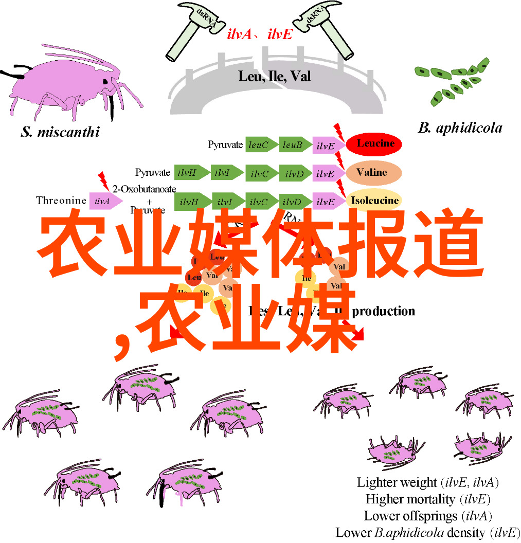 种一亩射干丰收的秘密