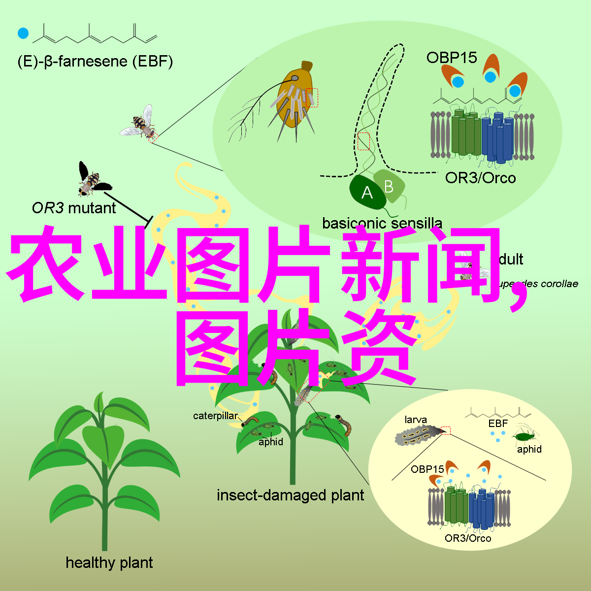 现代农业与传统智慧相结合推广优质高效的医用植物培育技术