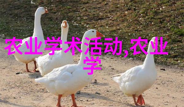 养殖泥鳅未来的潜力与机遇