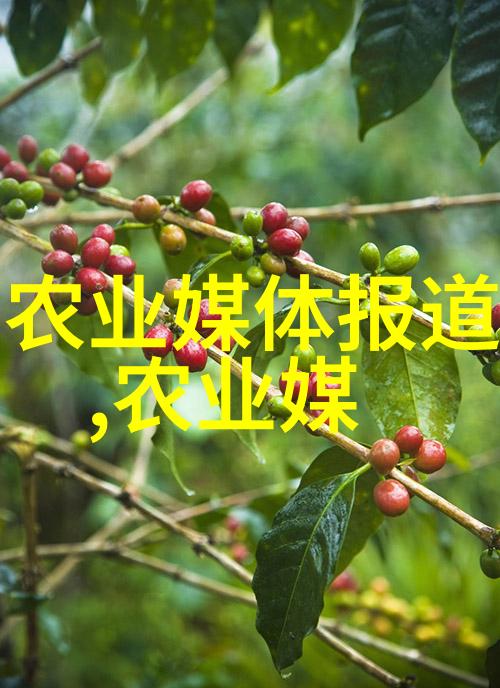 蜜蜂朝房的奥秘夏天养蜜蜂的技巧与方法