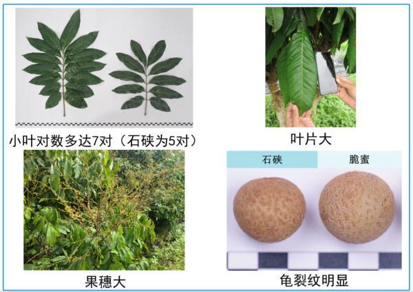 我和大蒜的故事我的大蒜种植日记从初学者到小农民