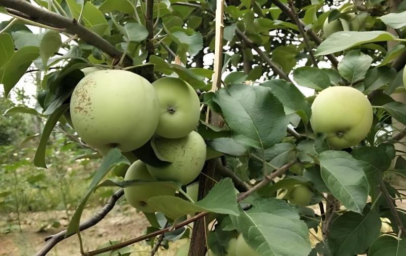 市农科院院与庄康生物签订院企合作协议