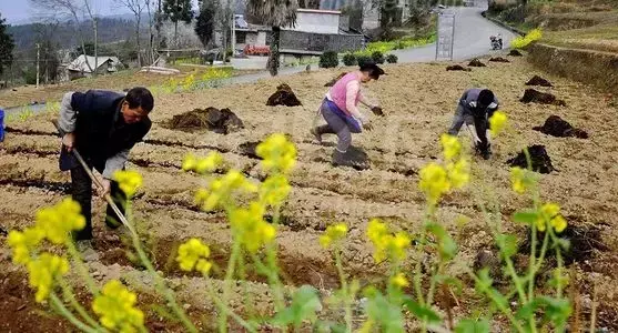 6米8养蜂车绿色智造蜂群的新家园