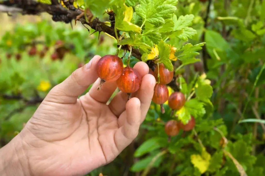 我的玉米种植小记从土壤到丰收的故事