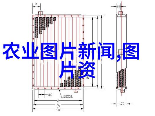 阳台花卉选择指南适合家庭园艺的十大优质植物