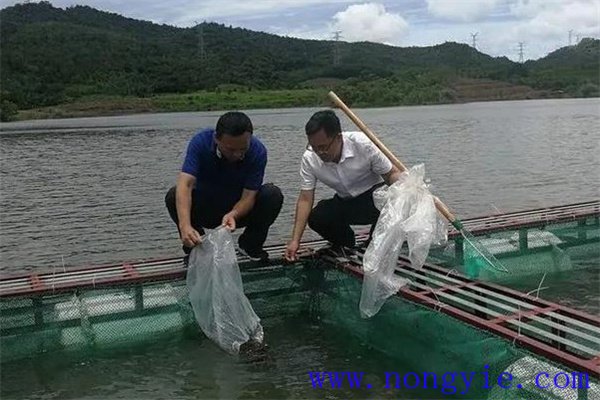 幽冥仙途穿越神秘之境的旅人